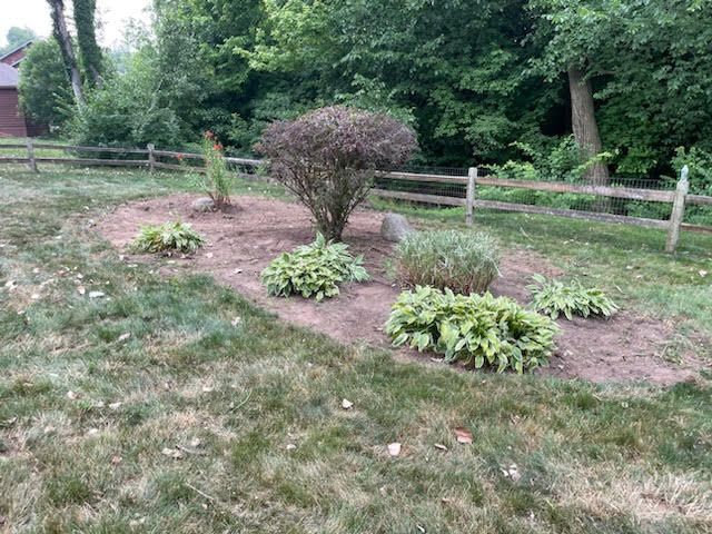 A garden bed with hostas and a dead bush, surrounded by grass and a wooden fence in a yard.