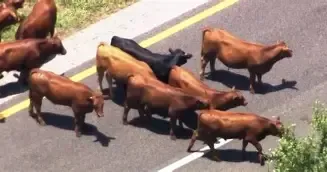 Several brown cattle crowding around a black cow on a paved road