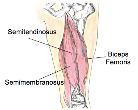 Hamstrings