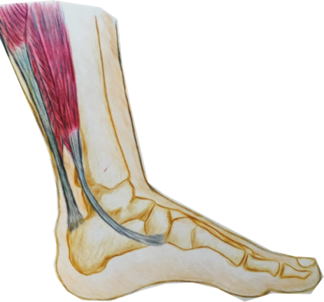 Lower Leg