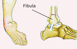 Fibula