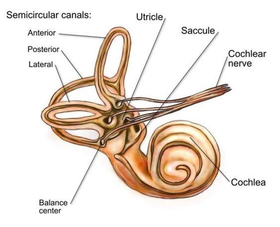 Semicircular canals