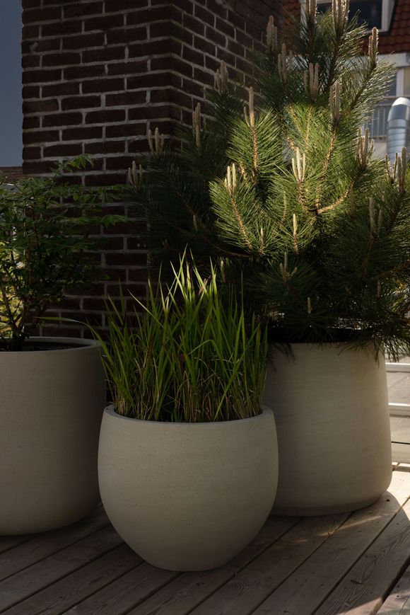 Drie beige betonpotten met siergras en jonge dennen op dakterras Studio Tête à Tête Amsterdam