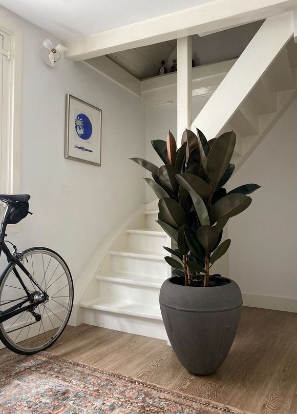 Grote rubberplant in matzwarte pot naast witte trap in lichte hal Studio Tête à Tête Amsterdam