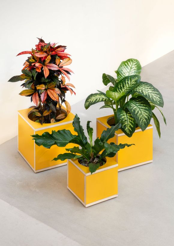 Drie zonnegele kubuspotten met Croton, Dieffenbachia en varen op grijs beton Studio Tête à Tête Amsterdam