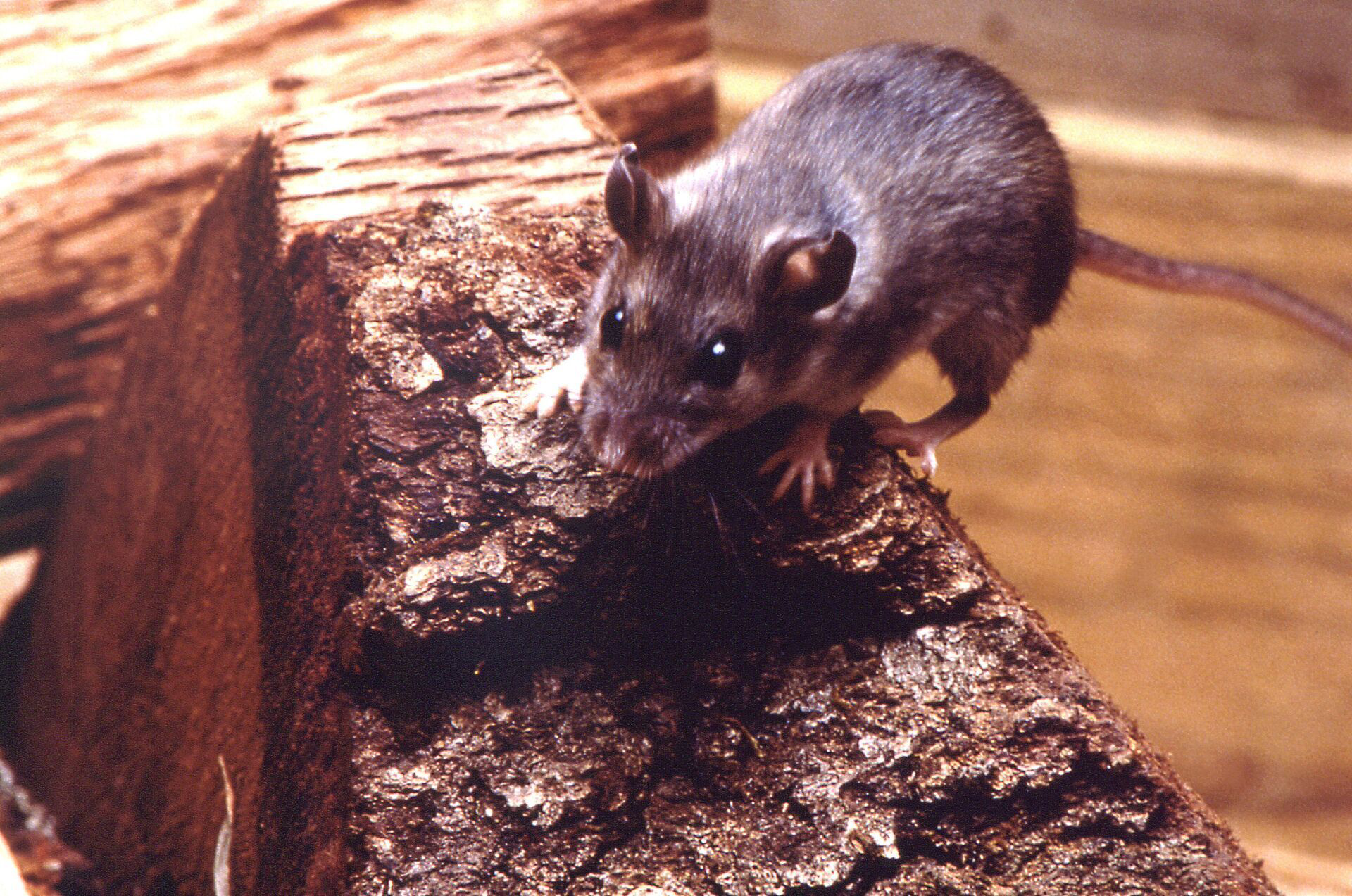 Mice and Rats