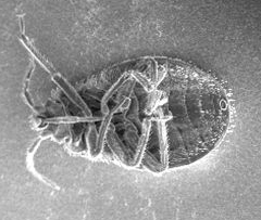 Bed Bugs