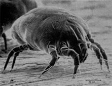 Dust Mites