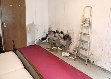 Mold and Moisture