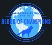 ADIESTRAMIENTO CANINO