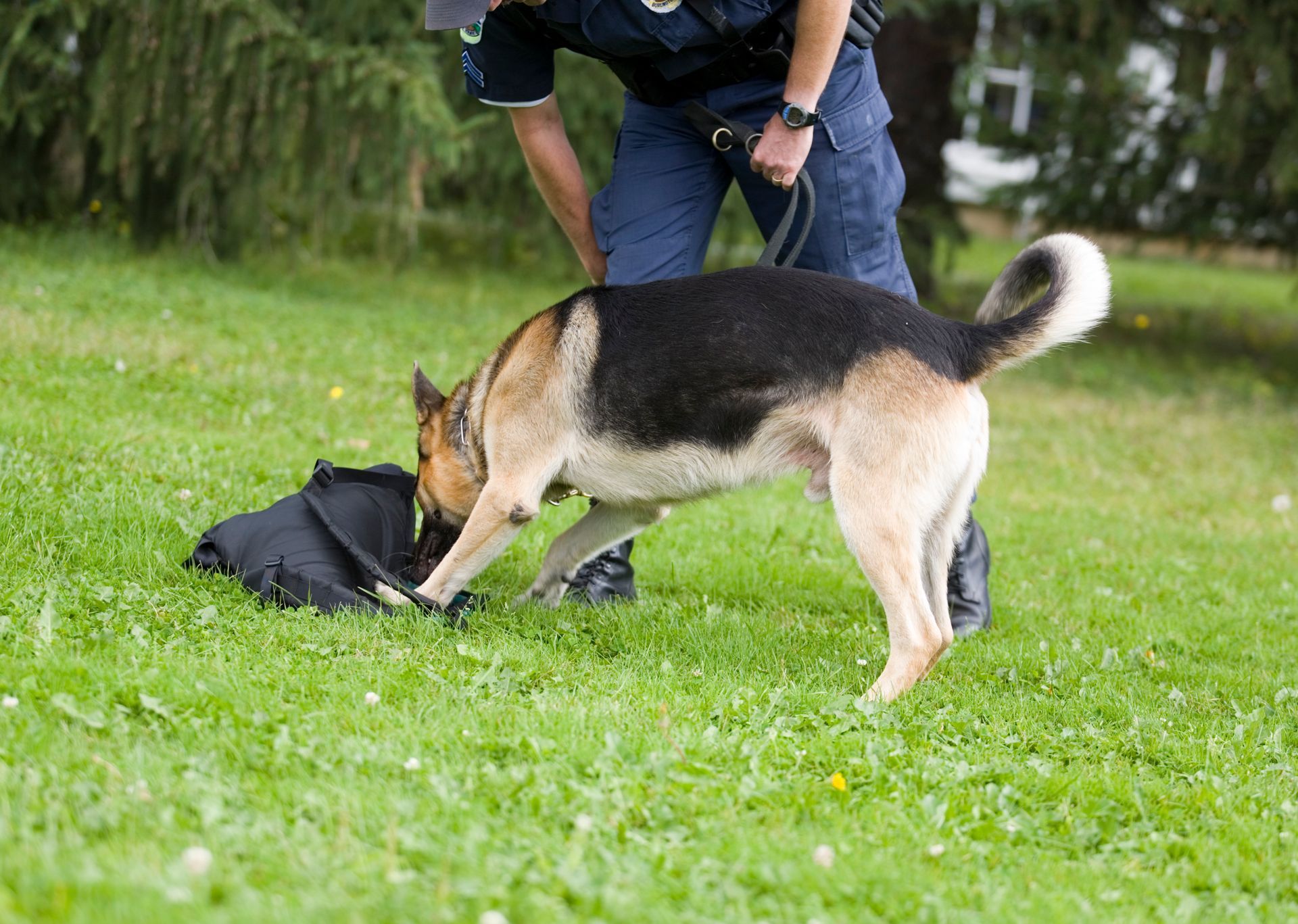 A police dog sniffs a black bag on the grass with its handler.