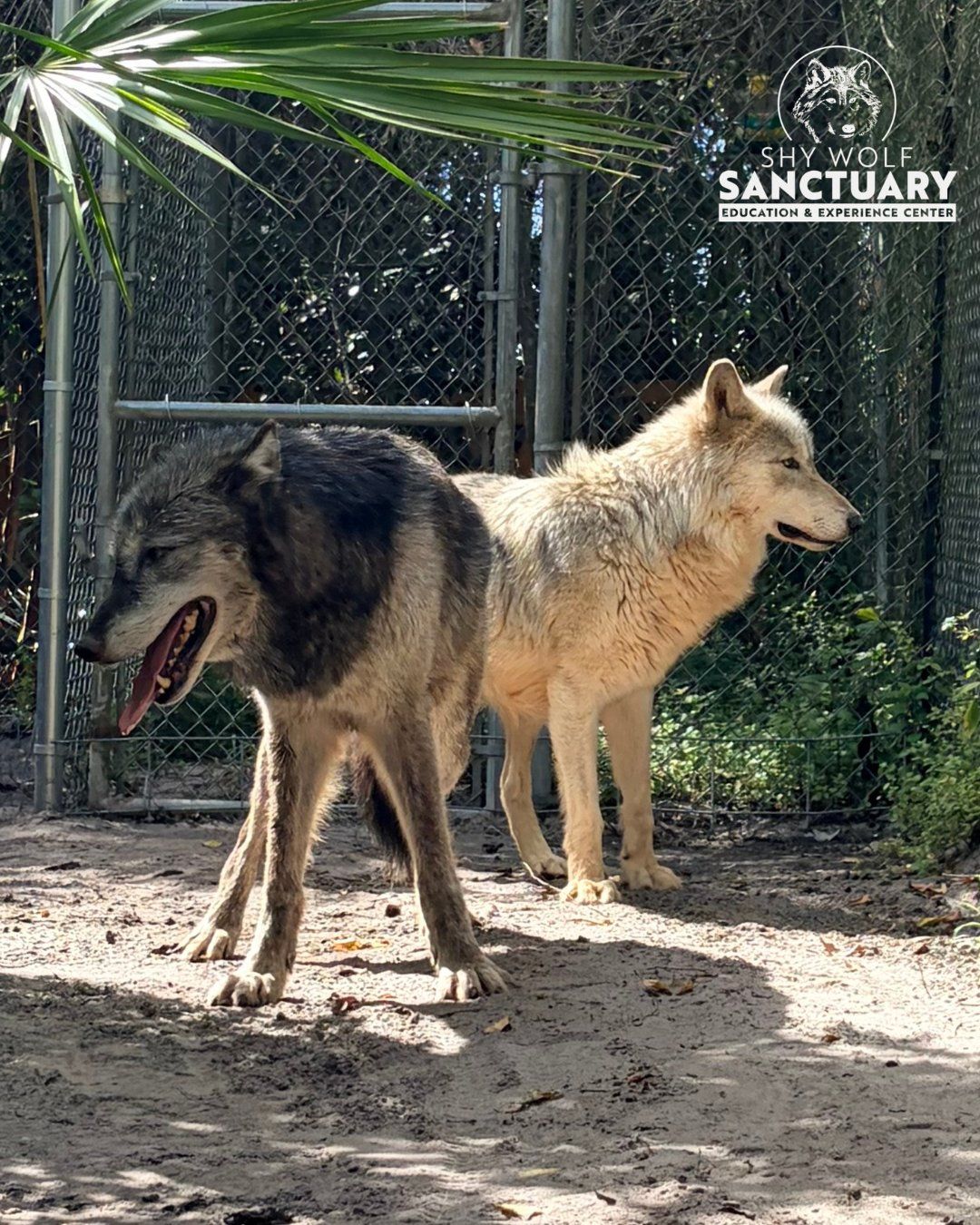 Shy Wolf Sanctuary Welcomes Amerika and Legion