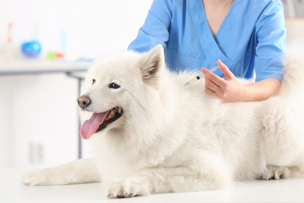 Dog Receiving Injection From Veterinarian in a Clinic — Yandina Vet Clinic in Coolum, QLD