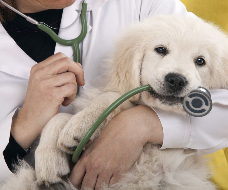 Veterinarian Examining A Fluffy White Puppy With A Stethoscope — Yandina Vet Clinic in Yandina, QLD