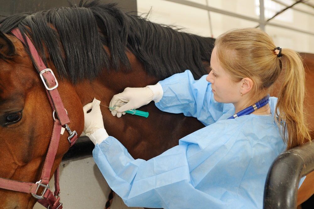 Veterinarian in Blue Scrubs Giving a Horse an Injection in a Stable — Yandina Vet Clinic in Bli Bli, QLD