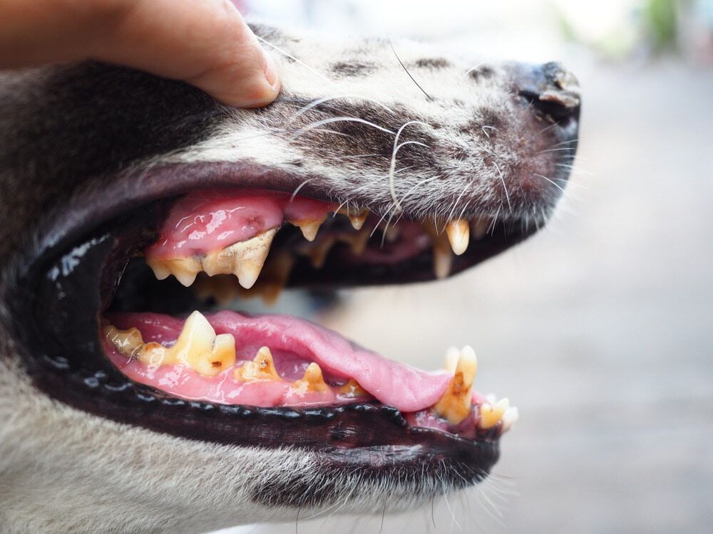 Close-up of a Dog's Mouth — Yandina Vet Clinic in Bli Bli, QLD