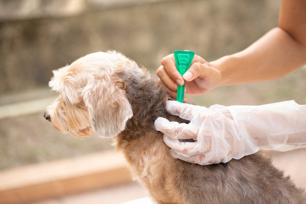 Person Applying Flea Treatment to a Small Dog, Outdoors — Yandina Vet Clinic in Yandina, QLD
