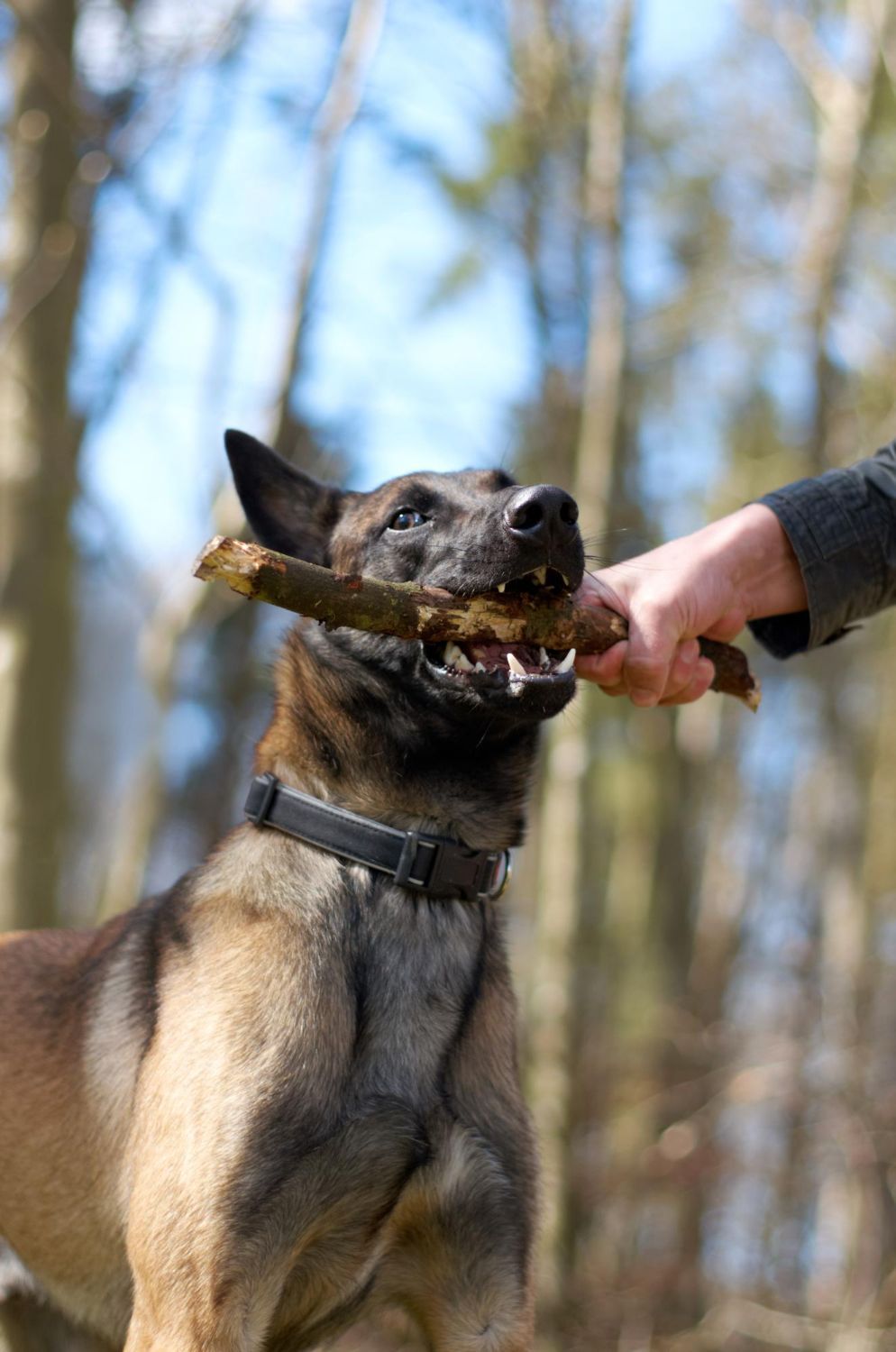 Dog holding a stick while a person’s hand grips the other end in a wooded area