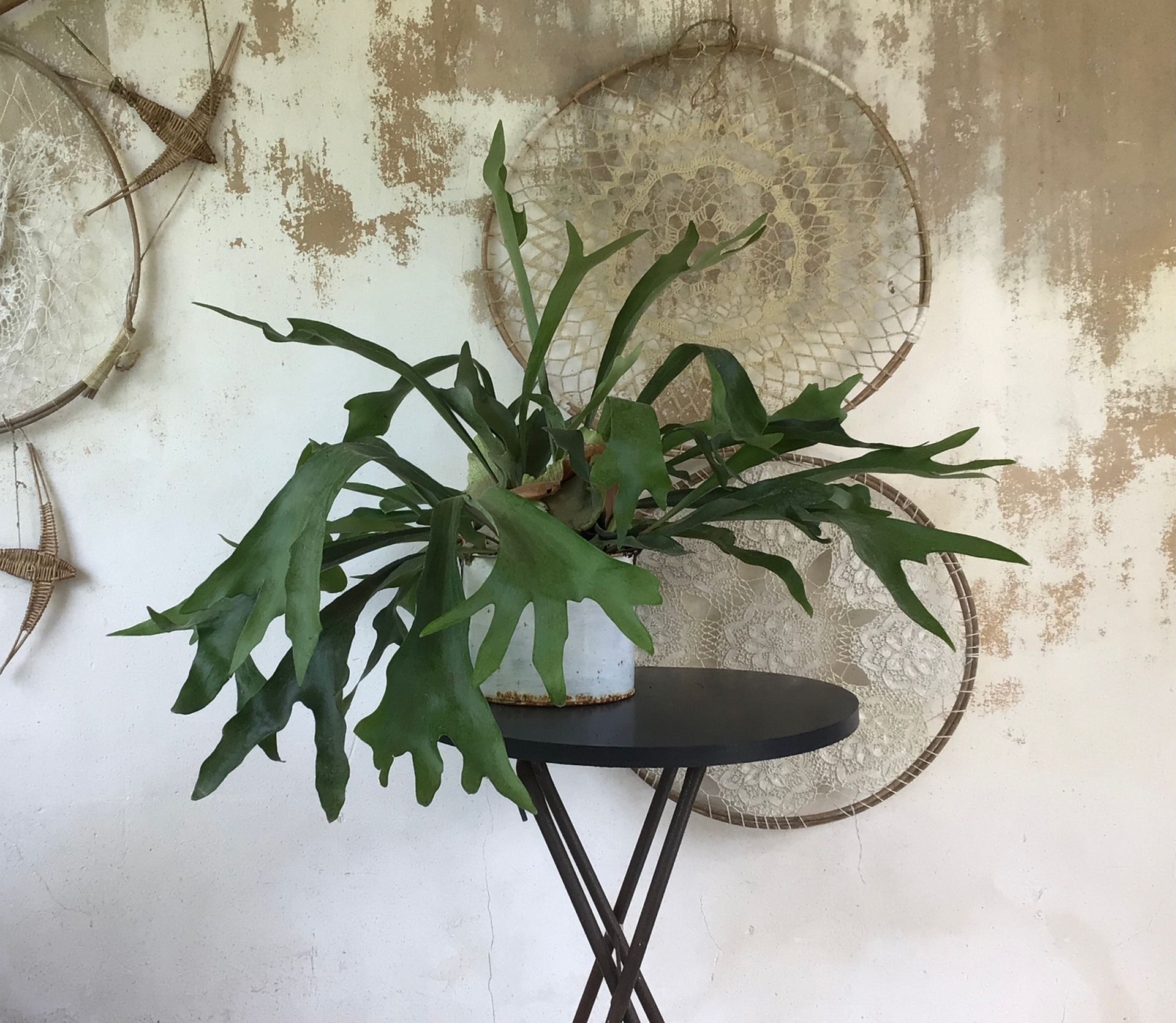 Een hertshoorn in een pot op een klein zwart voetstuk tegen een muur met structuur en cirkelvormige, geweven decoratie.