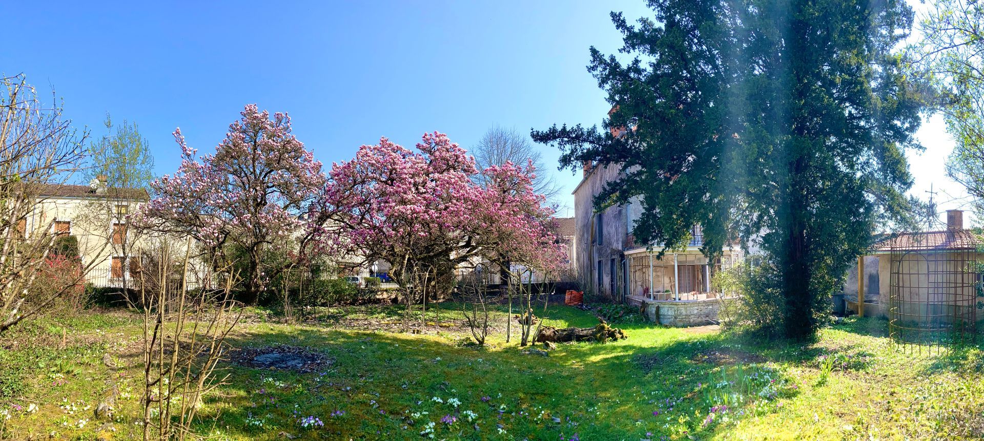 Magnolia