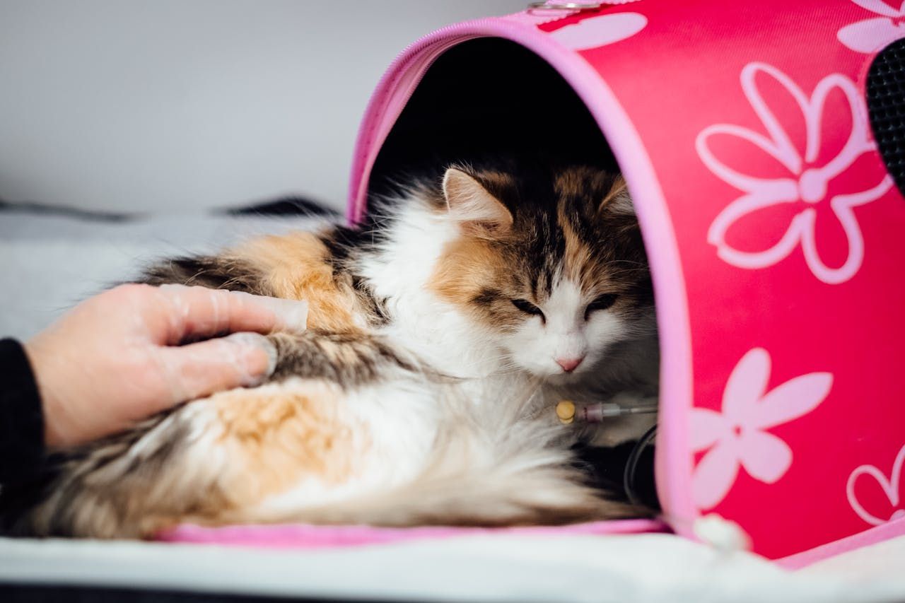 Woman petting a calico cat