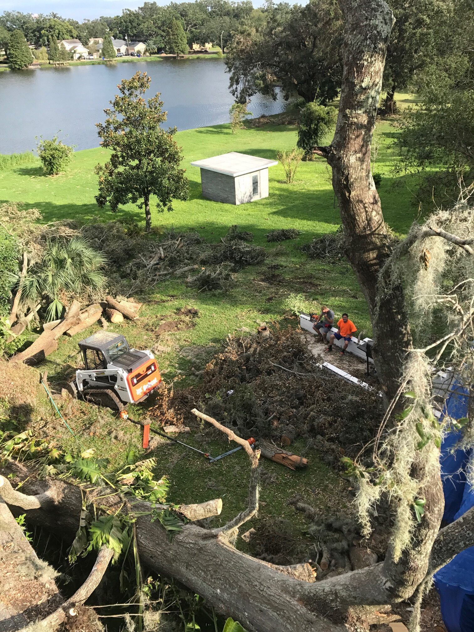 Tree removal near a lake: Worker using chainsaw, logs and debris on the ground, small shed, green grass, water in the background.