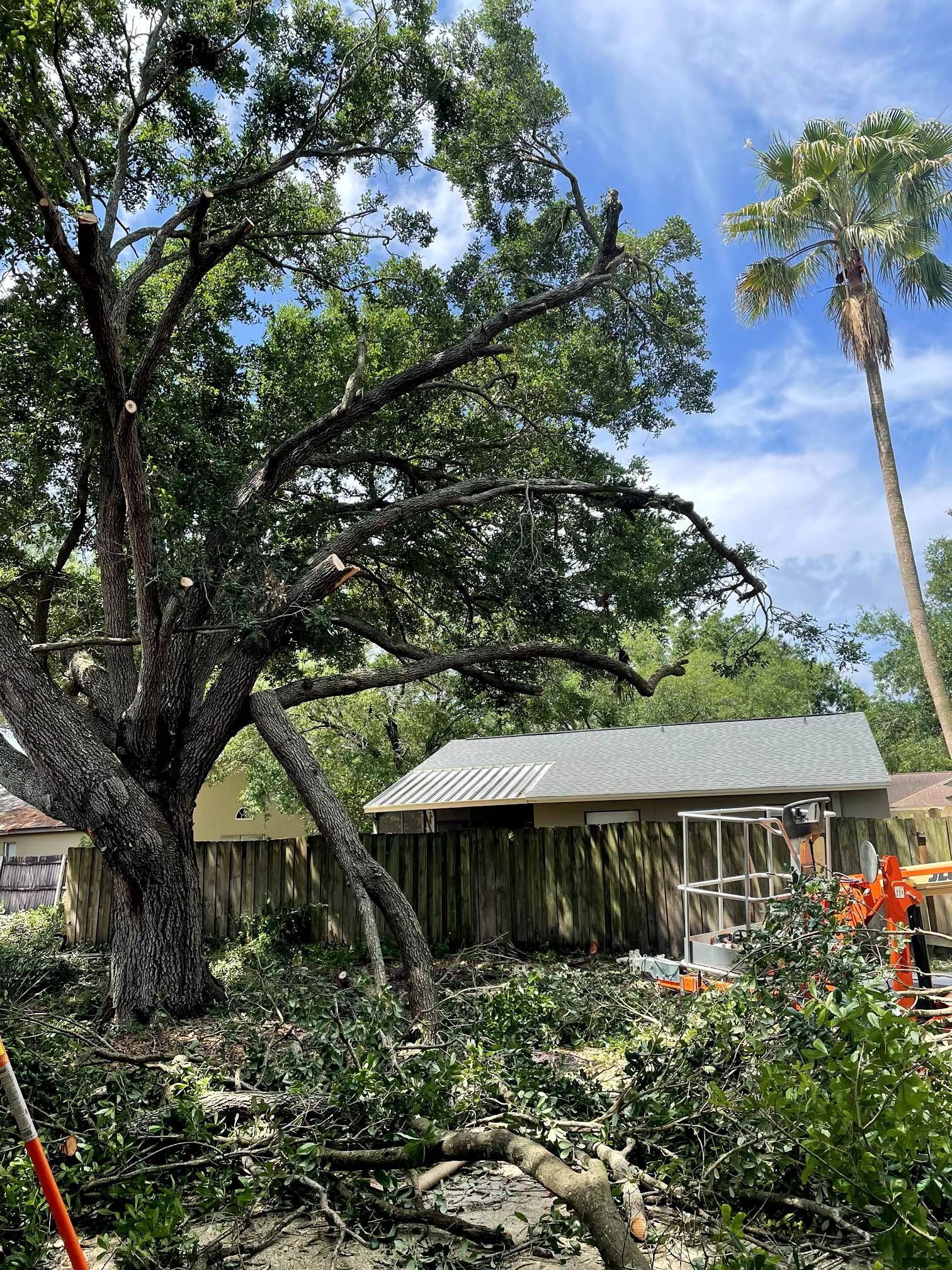 Tree being trimmed next to a small building; leaves and branches on the ground. Bright sky.