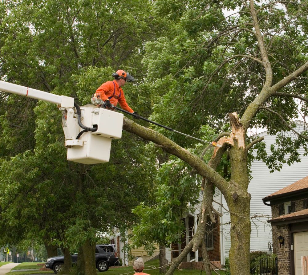 Tree Work Jefferson Hills, PA Father & Son Tree Service