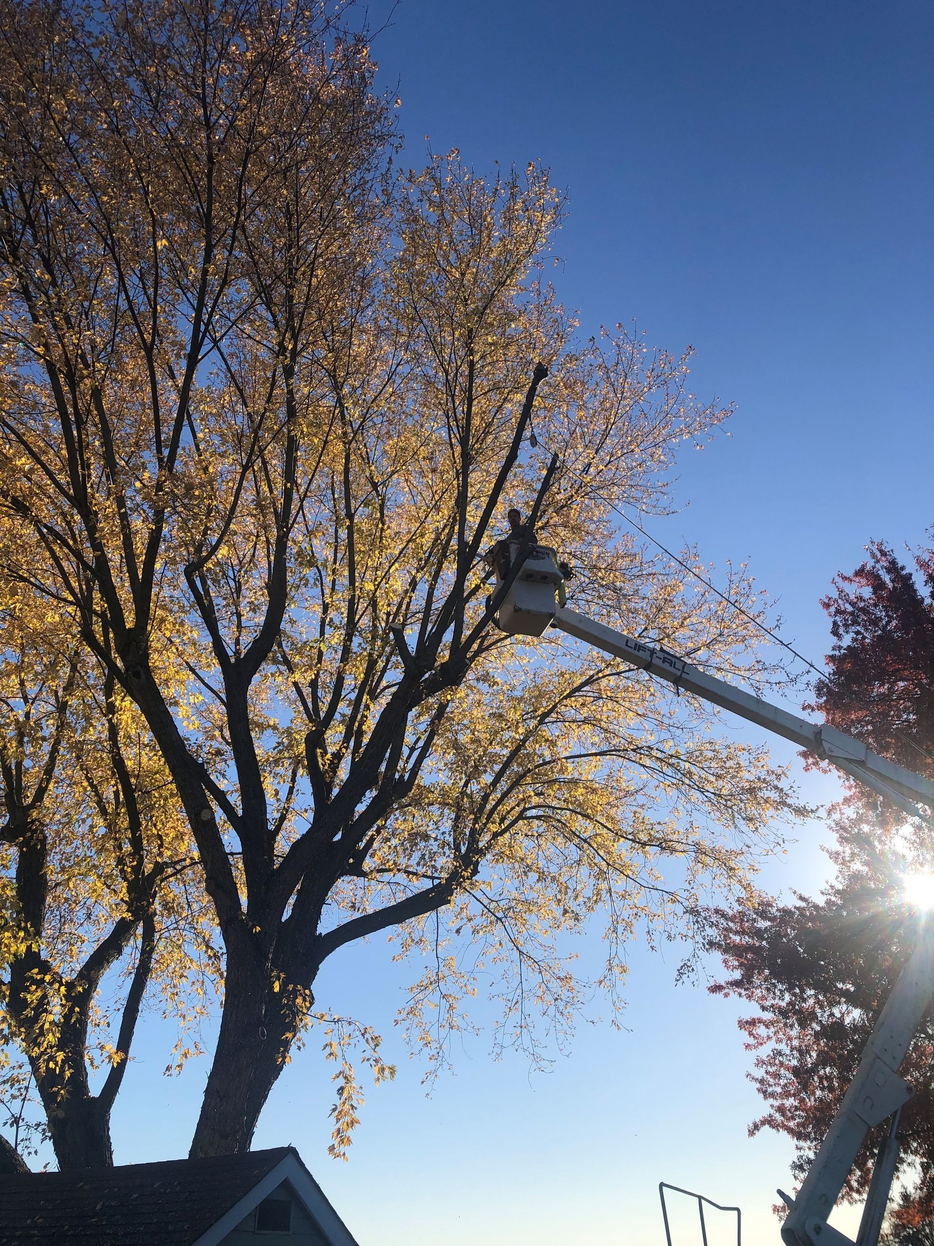 Professional Cutting Trees — Jefferson Hills, PA — Father & Son Tree Service Plus, Inc.