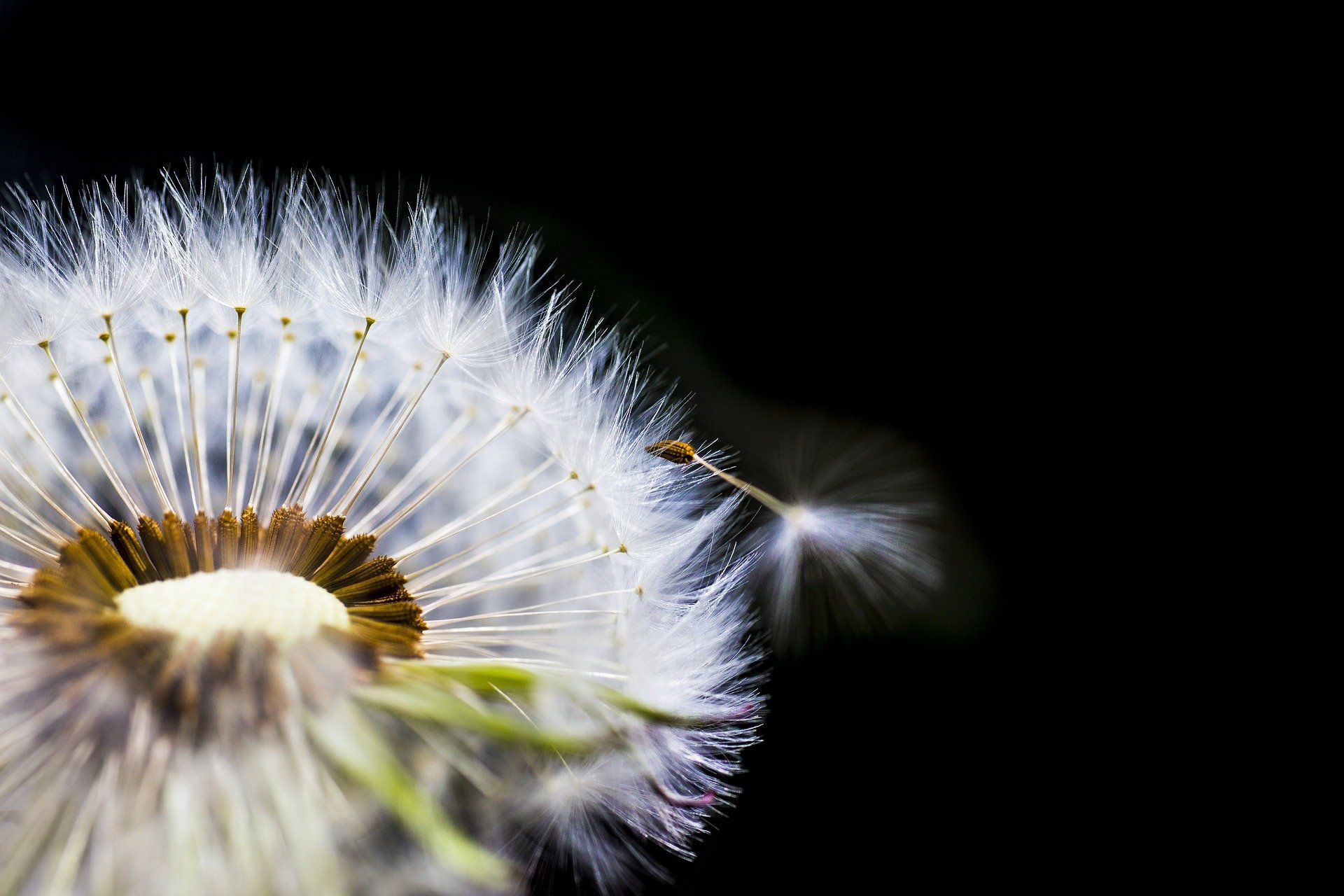 paardenbloem die pluisjes loslaat