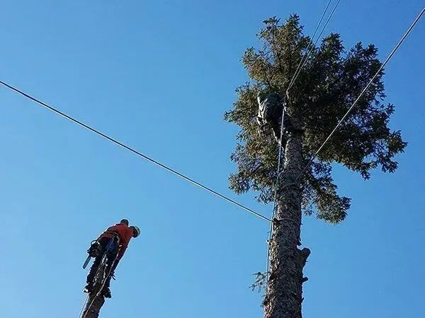 Precision Tree & Shrub Service 10