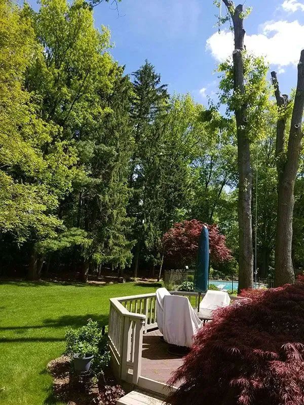 Precision Tree & Shrub Service 13