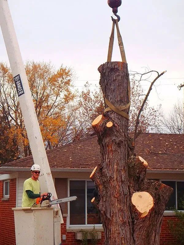 Precision Tree & Shrub Service 18