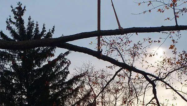 Precision Tree & Shrub Service 19