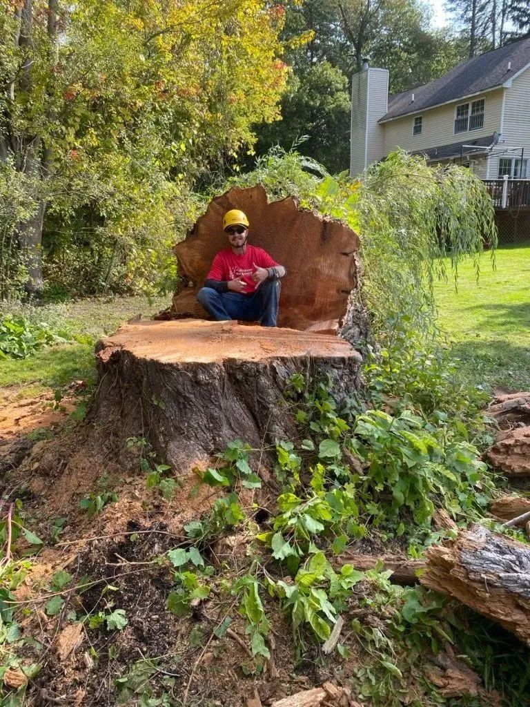 Precision Tree & Shrub Service 2