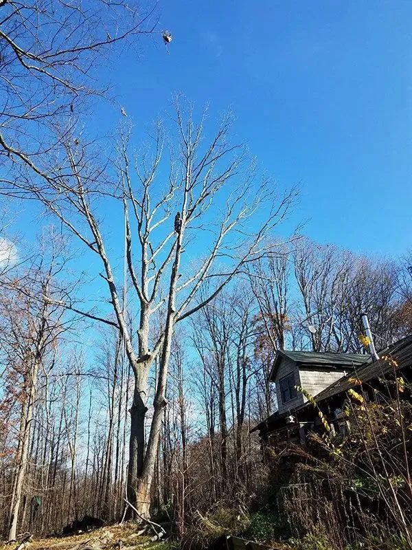 Precision Tree & Shrub Service 3