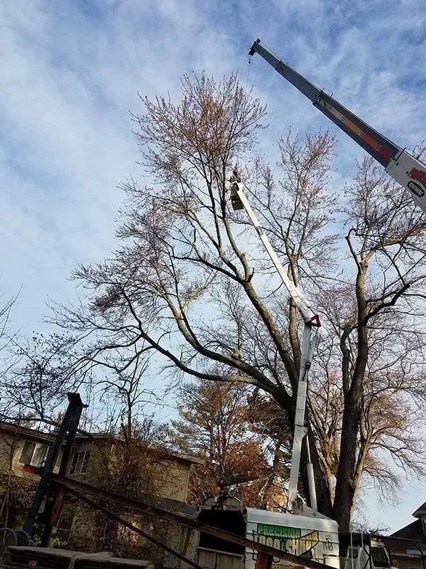 Precision Tree & Shrub Service 4