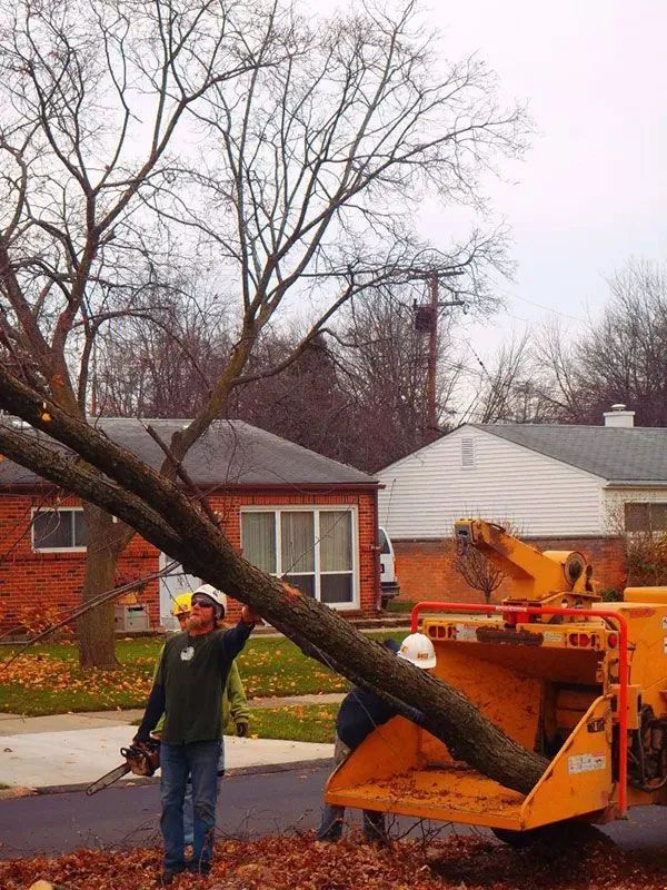 Precision Tree & Shrub Service 5