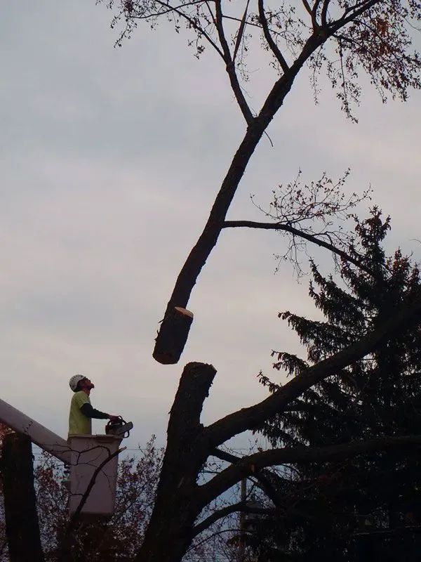 Precision Tree & Shrub Service 6