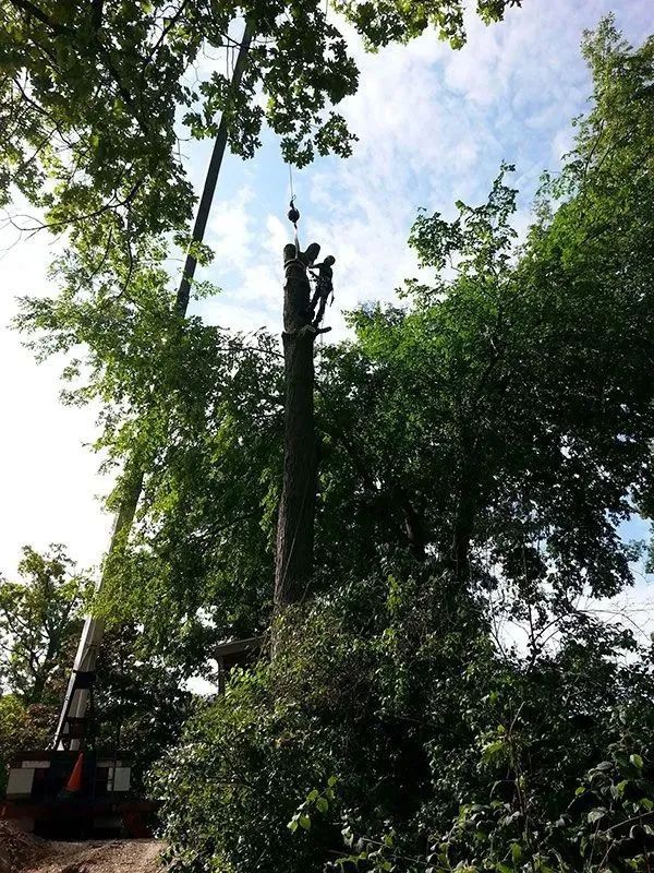Precision Tree & Shrub Service 7