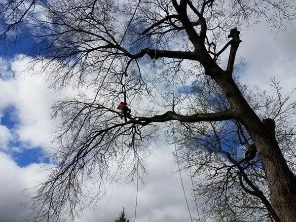 Precision Tree & Shrub Service 8