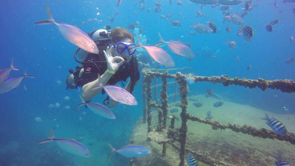 Scuba diver swimming beside an underwater shipwreck with fish and blue water