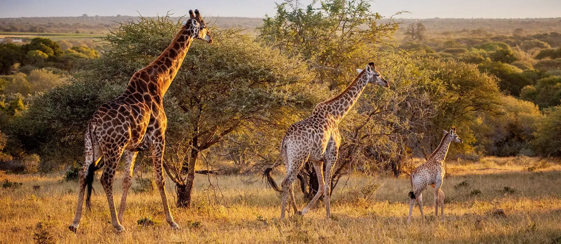 Three giraffes walking through dry grassland at sunset with sparse trees