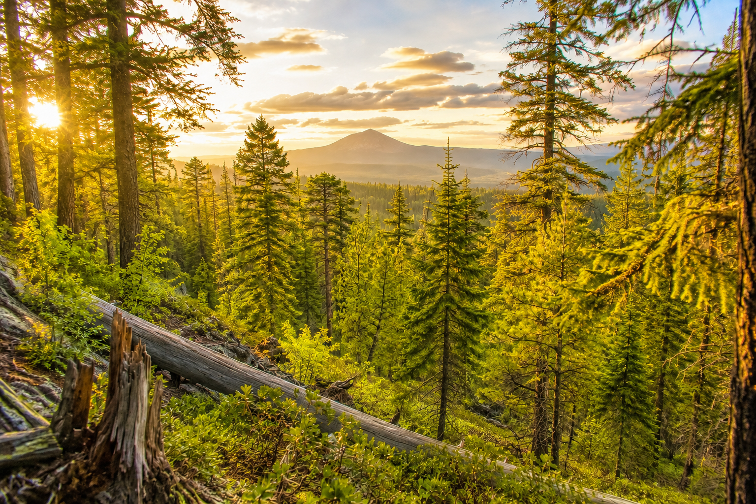Central Oregon ponderosa pine forest