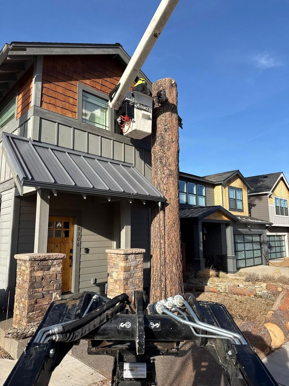 Tree removal crew felling a large ponderosa pine in Central Oregon