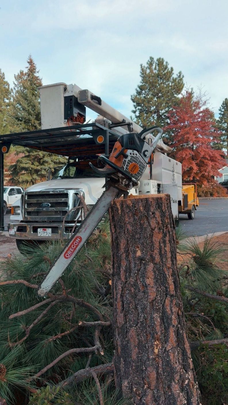 Arborist on a bucket truck pruning a mature ponderosa pine canopy
