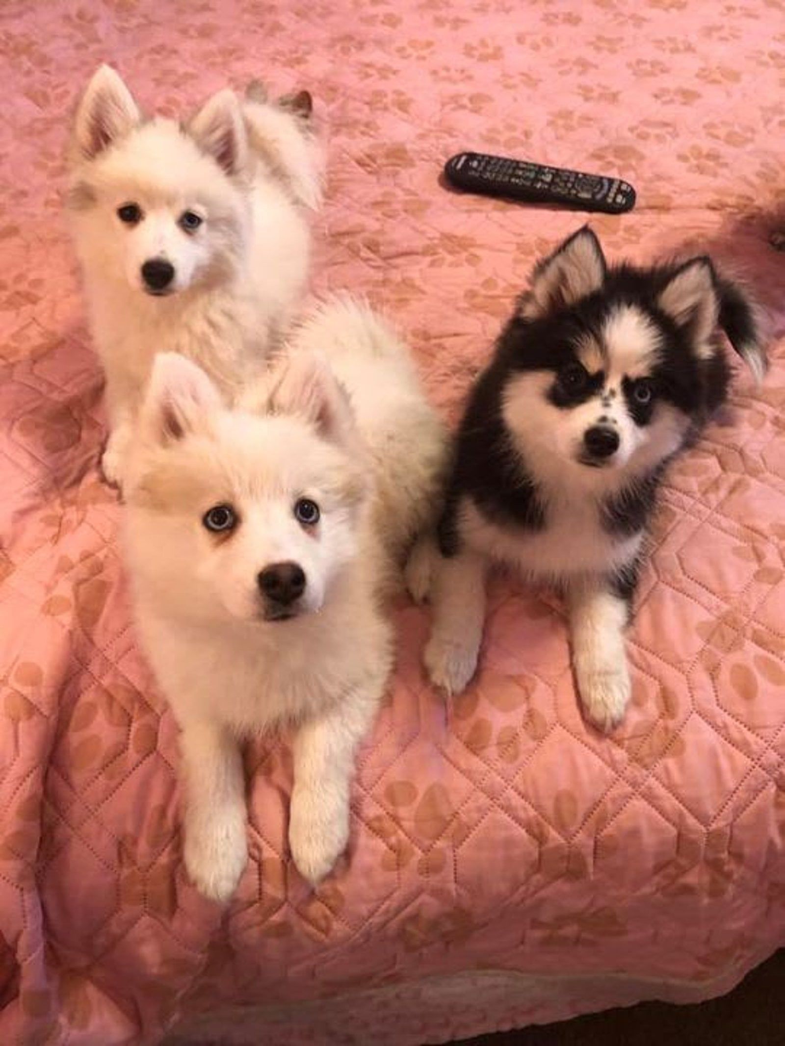 Three small fluffy dogs, two white and one black and white, sit on a pink quilted bed, looking at the camera.