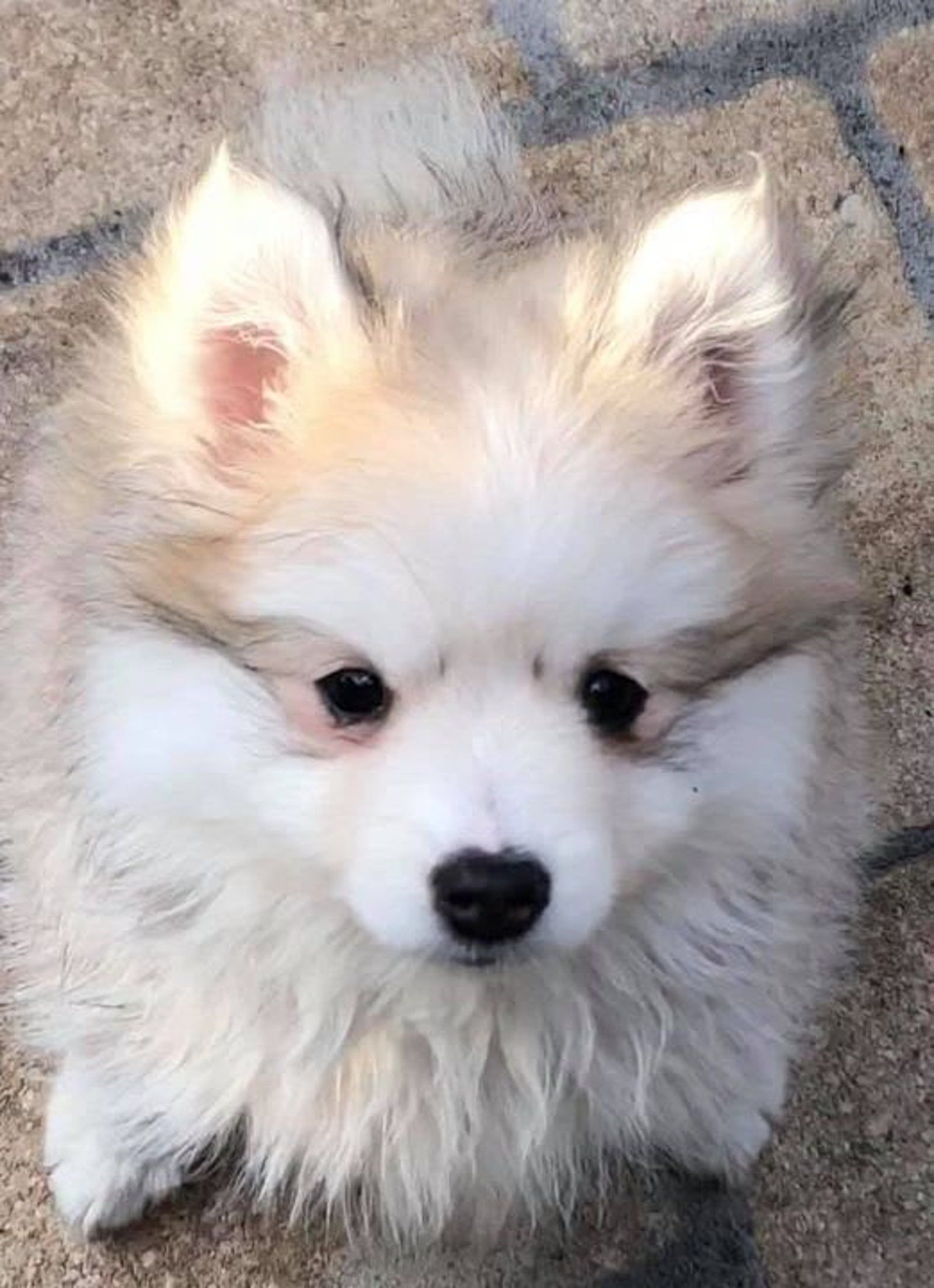 Fluffy, cream-colored puppy with tan markings, looking up with dark eyes, outside on a stone surface.