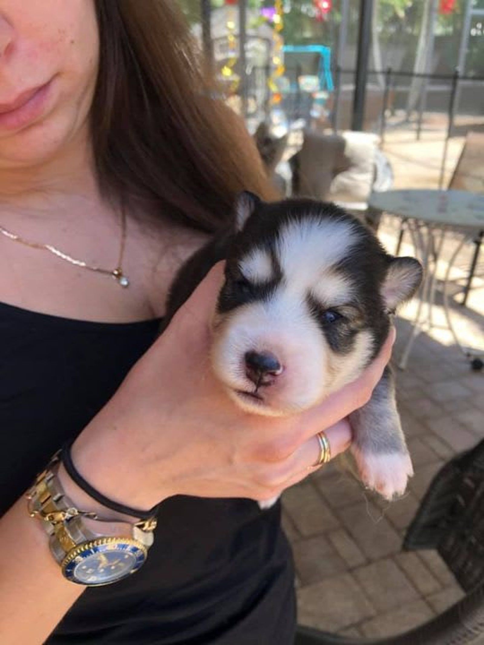 Person holding a small husky puppy with black and white fur outdoors.