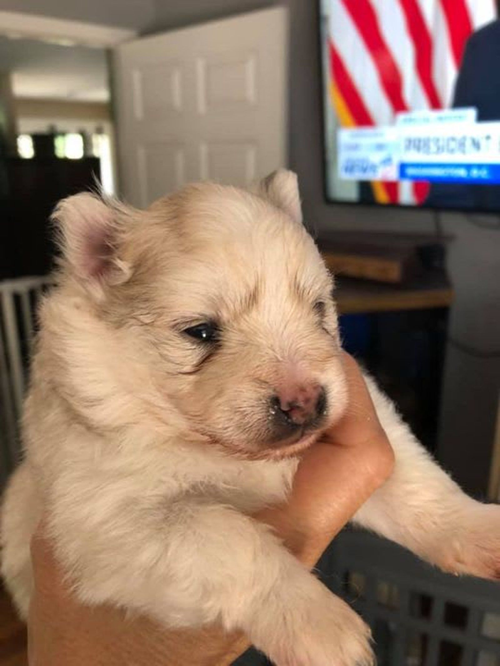 Cream-colored puppy held in a hand; shows close-up of face. In the background a TV displaying the American flag.